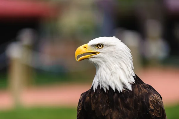Perfil de águila calva pico abierto — Foto de Stock
