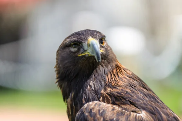 Golden Eagle semi vista de perfil — Foto de Stock