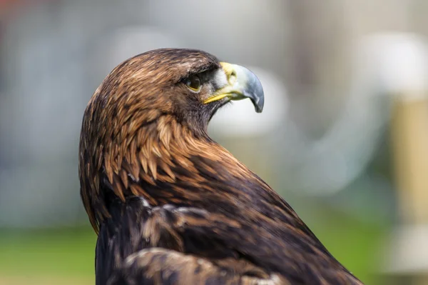 Visão de perfil Golden Eagle na vista de ângulo lateral — Fotografia de Stock