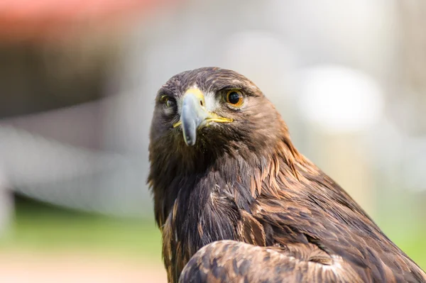 Golden Eagle vista frontale — Foto Stock