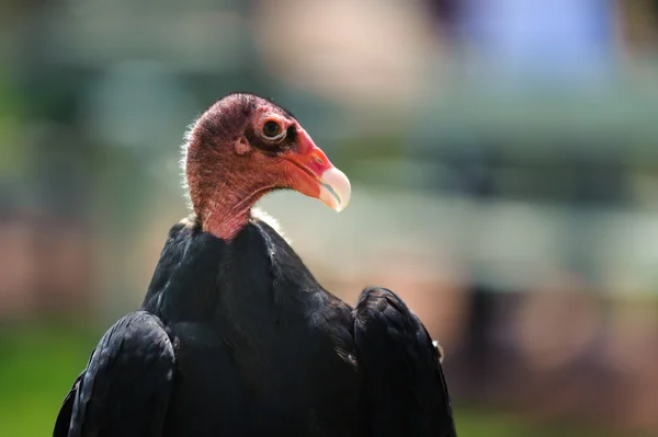 Turkey Vulture profile — Stock Photo, Image