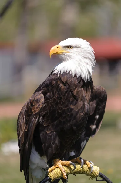 Perfil de Águila Calva encaramado — Foto de Stock