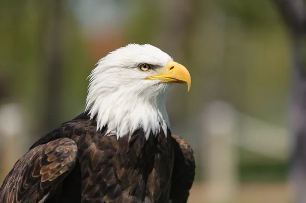 Perfil de primer plano de Águila Calva — Foto de Stock