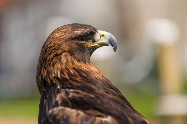 Águila dorada ángulo vista de perfil — Foto de Stock