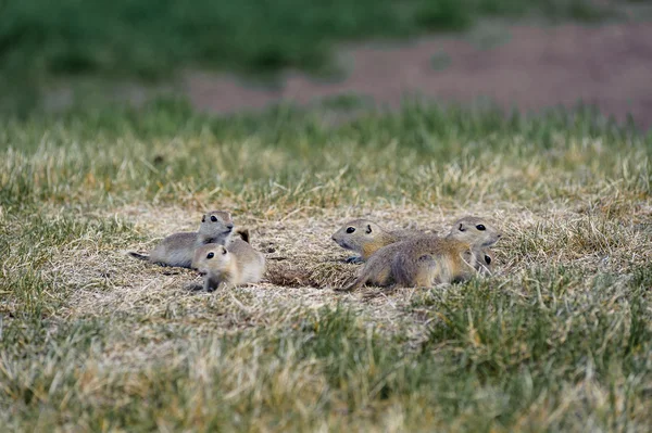 Prairie Dogs family in the fields — Stock Photo, Image