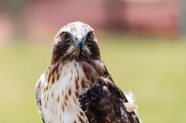 Nahaufnahme eines Rotschwanzfalken — Stockfoto