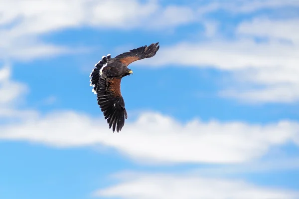 Águia dourada voando em um céu azul — Fotografia de Stock