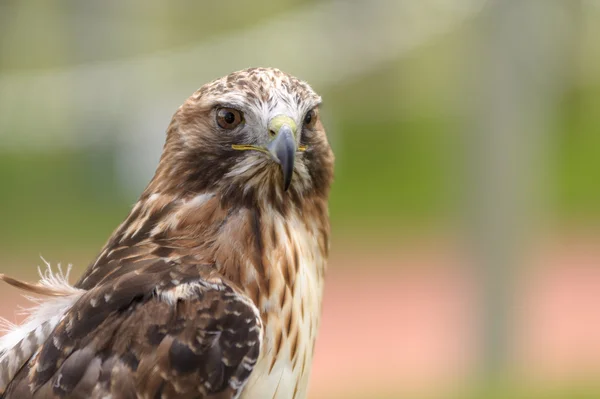 Falco coda rossa in vista angolo laterale — Foto Stock