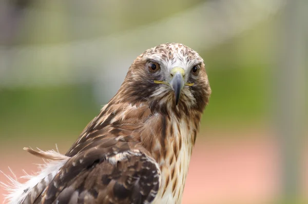 Falco coda rossa guardando la fotocamera — Foto Stock