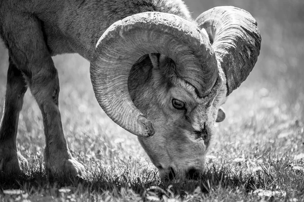 Oveja bighorn comer dientes de león — Foto de Stock