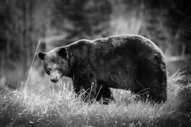 grizzly bear (Ursus arctos horribilis) closeup