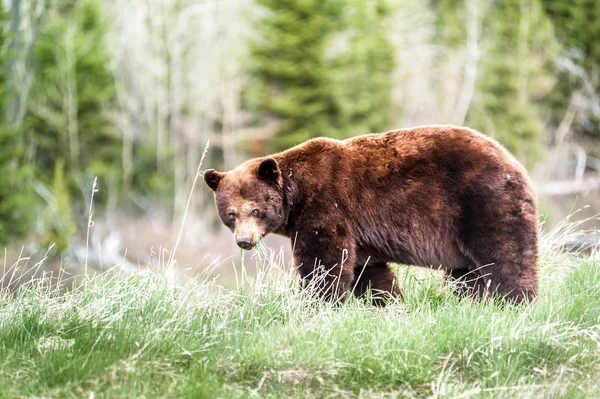 Grizzly encuentro oso 3 —  Fotos de Stock
