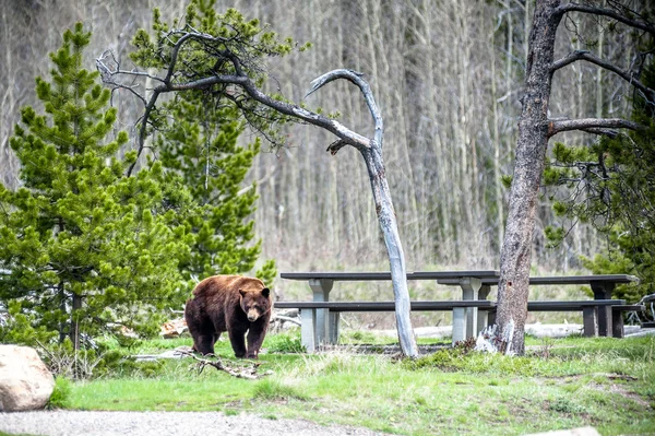 Grizzly medve találkozik 1 — Stock Fotó