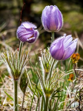 Çayır bitkisi kır çiçeği
