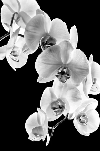 Siyah arka plan üzerine izole Phalaenopsis orkide