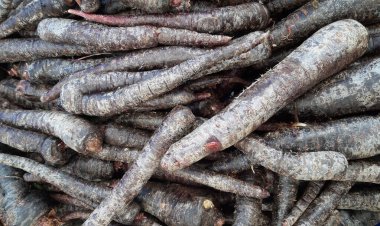 Sonbahar kırmızı havuç hasadı. Havuç dokusu arkaplanı.