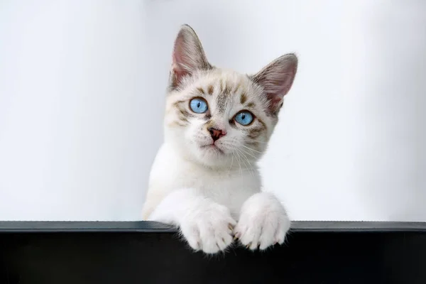 Cat kitten hanging over blank poster or board