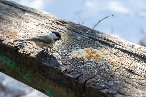 Une mésange assise sur une bûche de bois et mangeant de la chapelure en hiver — Photo