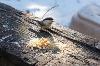 Tahta bir kütükte oturan ve kışın ekmek kırıntıları yiyen bir tavuk.