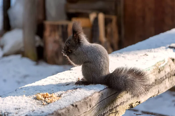 Ardilla gris comiendo pan rallado en tronco de madera en invierno — Foto de Stock