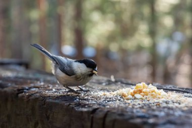 Tahta bir kütükte oturan ve kışın ekmek kırıntıları yiyen bir tavuk.