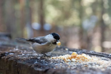 Tahta bir kütükte oturan ve kışın ekmek kırıntıları yiyen bir tavuk.