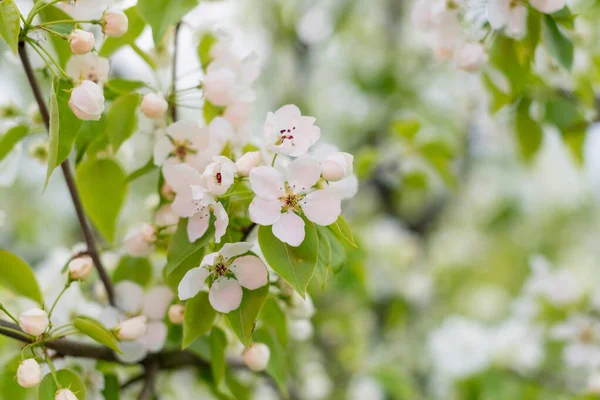 Flowering closeup of pear blossom in spring garden