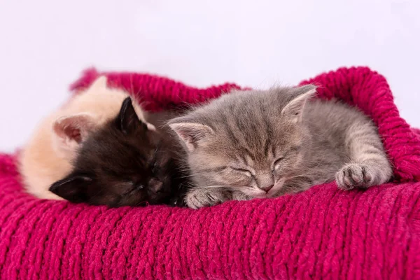 Three kittens sleep on red scarf isolated on white — Stock Photo, Image