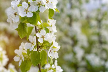 Bahar bahçesinde çiçek açan armut çiçeği.