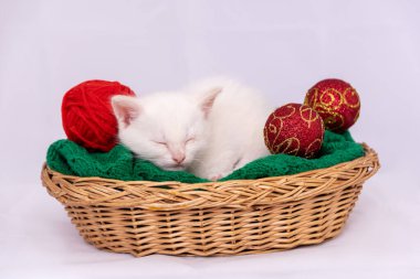 Hasır sepetin içinde kırmızı topları olan komik beyaz uyuyan kedi yavrusu.