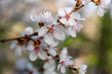 Çiçekli meyve ağaçlarının dalları. Bahçede bahar çiçekleniyor.