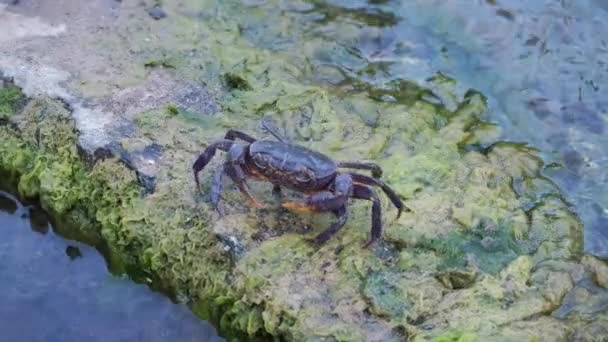River fresh water crab crawling across mud flats — 图库视频影像