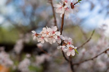 Parlak mavi arkaplanda elma ağacı çiçekleri brunch 'ı