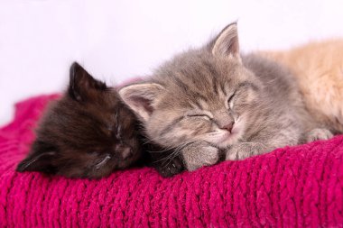 İki kedi yavrusu, beyaz üzerine izole edilmiş kırmızı atkıda uyur.