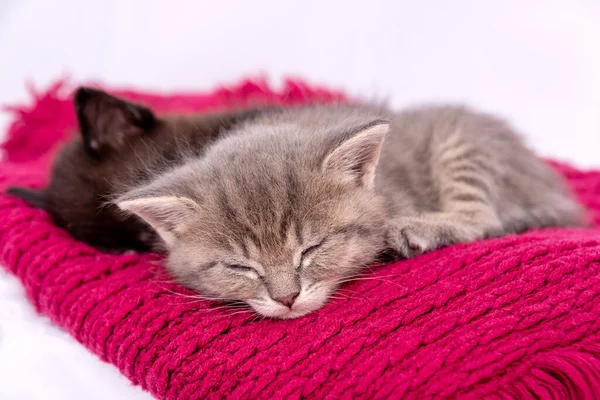 Due gattini dormono su sciarpa rossa isolata su bianco — Foto Stock
