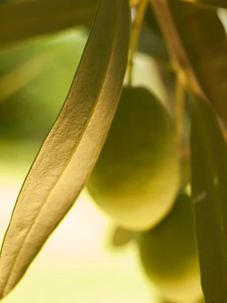 Olivier fruitier aux olives — Photo