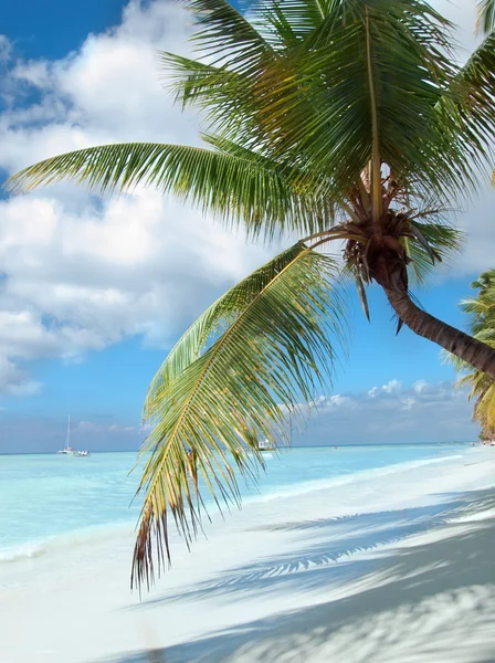 Plage tropicale en République dominicaine. Mer des Caraïbes . — Photo