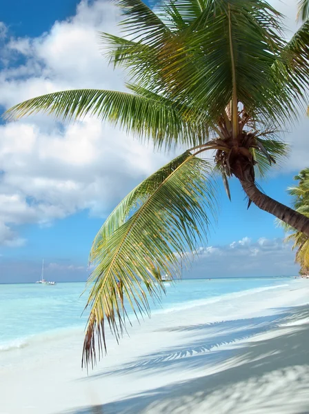 ドミニカ共和国で熱帯のビーチ。カリブ海. — ストック写真
