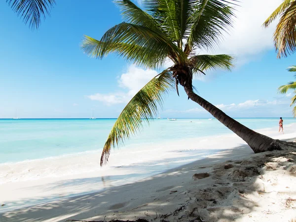 Morskiego Krajobrazu Palm — Zdjęcie stockowe