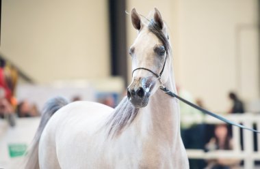 gösteri gri Arap atı portresi