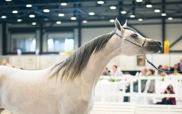 gösteri gri Arap atı portresi