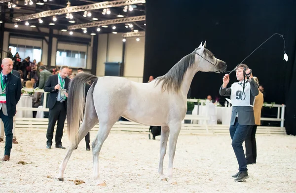 SAINT-PETERSBUGR- 30 APRILE: Coppa Internazionale di San Pietroburgo E — Foto Stock