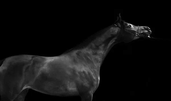 Mörka bay vackra arabian stallion på svart bakgrund — Stockfoto