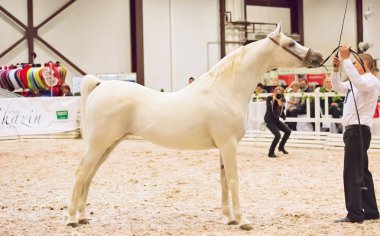 Saint-Petersbugr-gerçekleştirilecektir 30: Saint-Petersburg uluslararası Kupası E