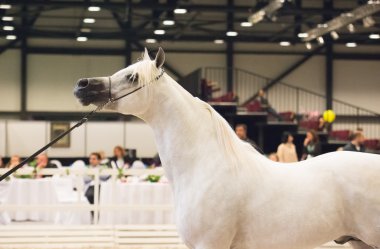 Saint-Petersbugr-gerçekleştirilecektir 30: Saint-Petersburg uluslararası Kupası E