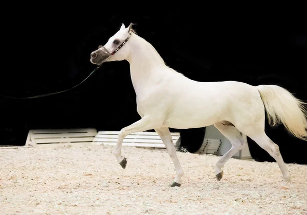 Kör Visa vita arabiska hästen. inomhus — Stockfoto