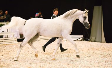 Saint-Petersbugr-gerçekleştirilecektir 30: Saint-Petersburg uluslararası Kupası E