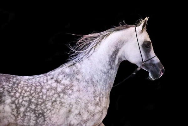 Retrato de caballo árabe corriendo sobre fondo negro —  Fotos de Stock