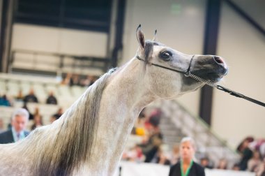 Saint-Petersbugr-gerçekleştirilecektir 30: Saint-Petersburg uluslararası Kupası E