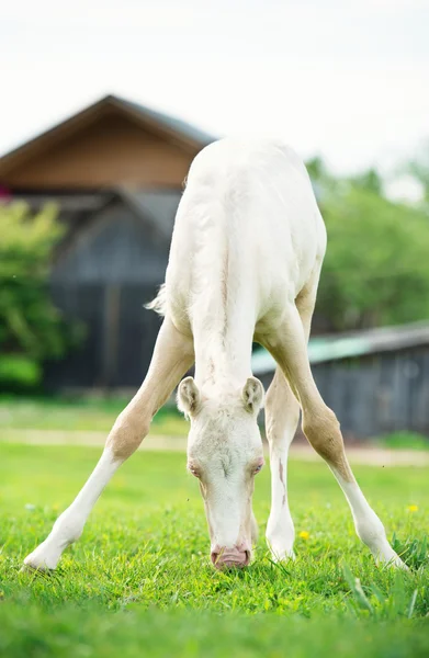 Ponny grädde föl på ängen — Stockfoto